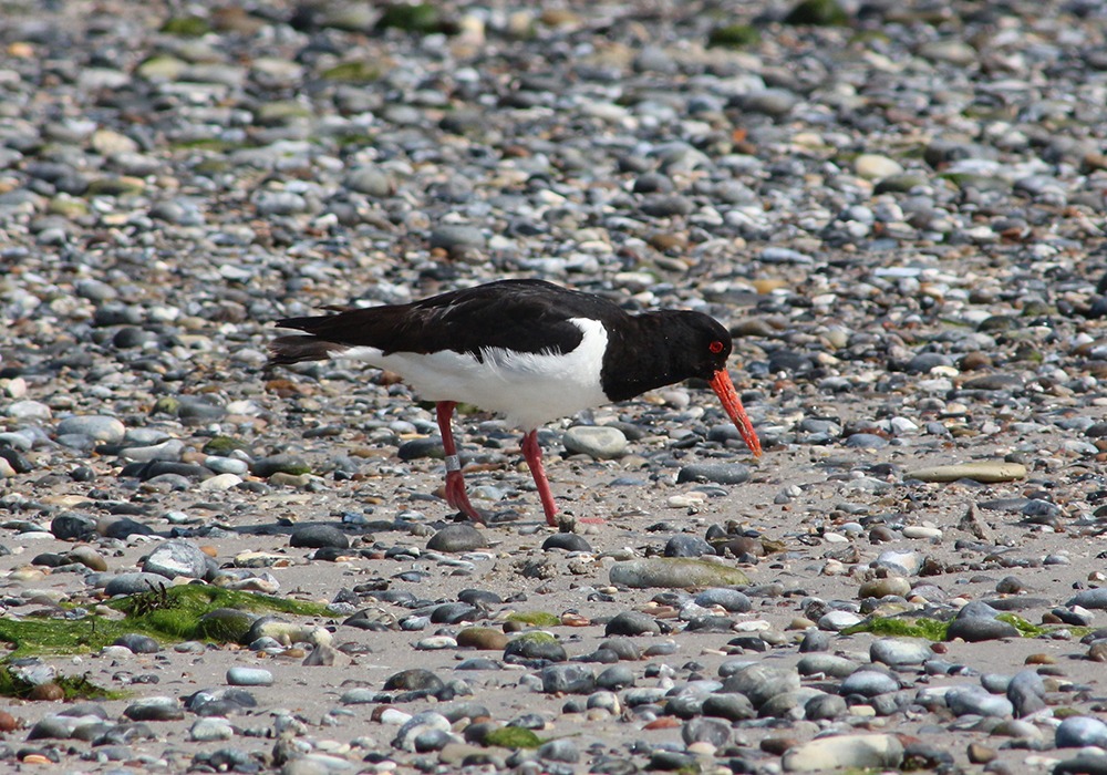 Helgoland_2022_Austernfischer