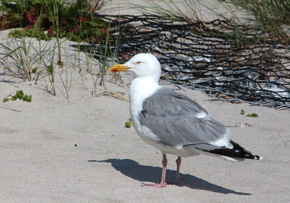 Helgoland_2022_Möwe