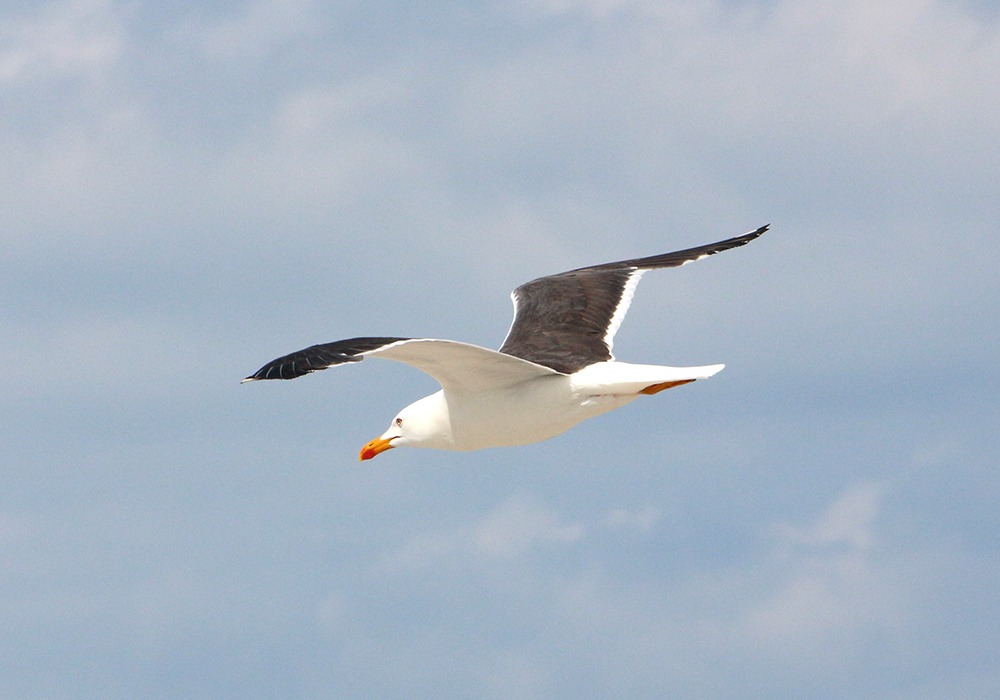 Helgoland_2022_Möwe_02