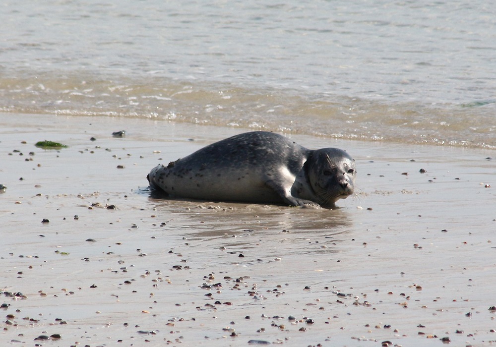 Helgoland_2022_Robbe