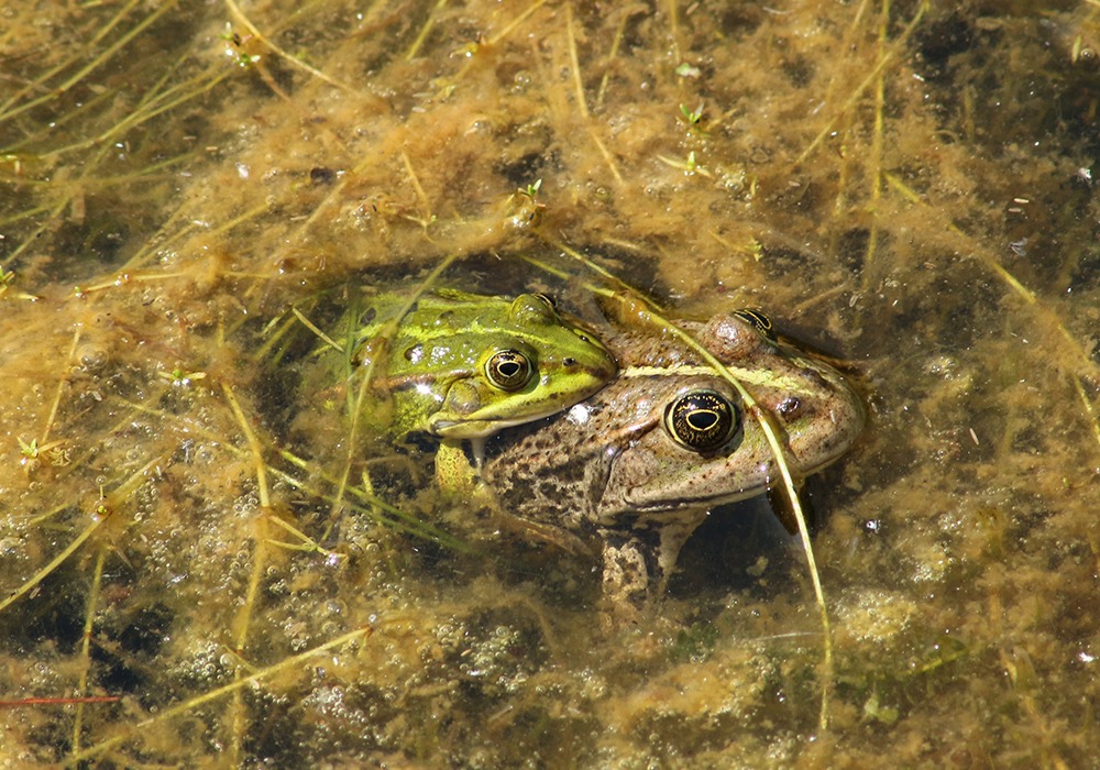 Exkursion_2023_Frösche