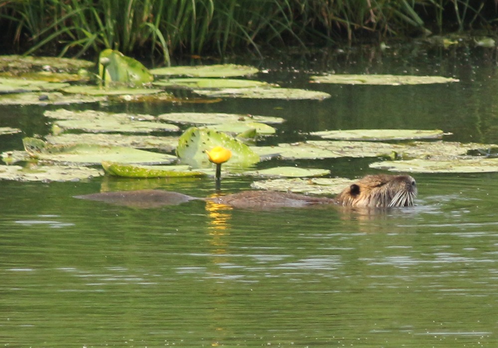 Exkursion_2023_Nutria